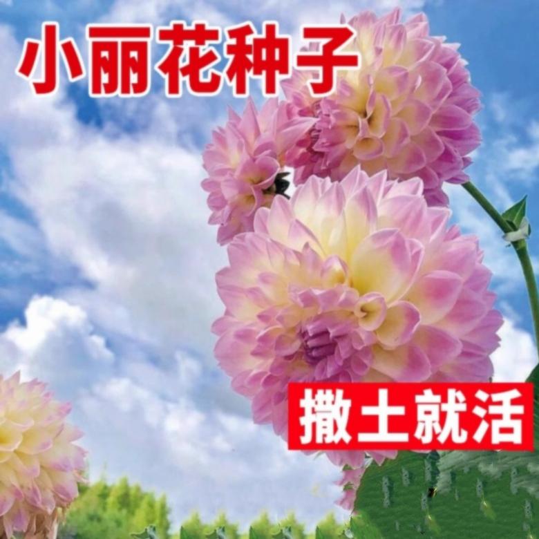 小丽花种子小丽花籽地瓜花开花芍药牡丹室内耐寒花卉盆栽植物