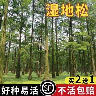 新采湿地松种子落叶松种子松树木种子水上公园绿化造林