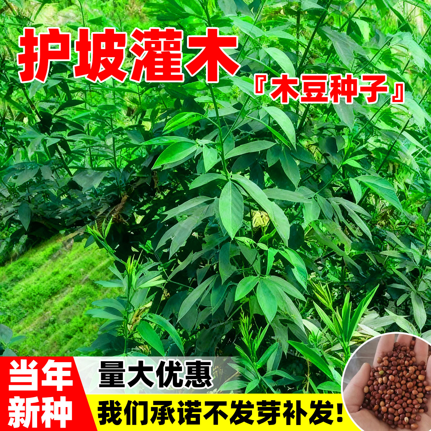 木豆种子当年新采护坡草灌木种籽