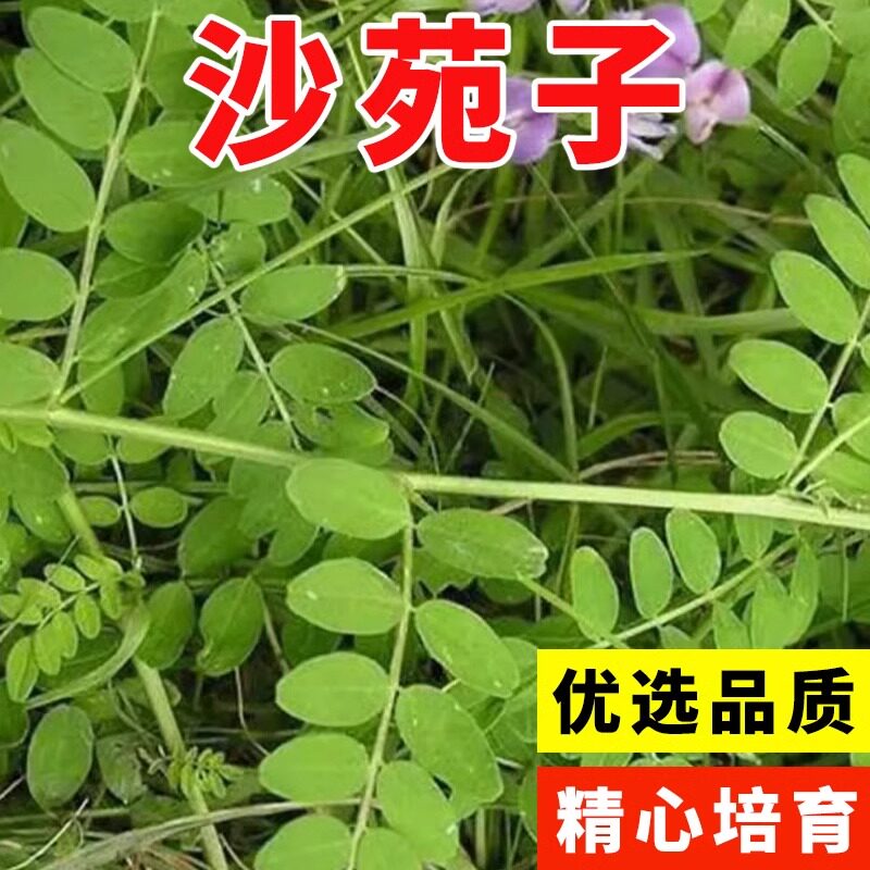 新货药材种子沙苑子中药材沙苑籽种子茶潼蒺藜夏黄草沙宛子 - 实物图