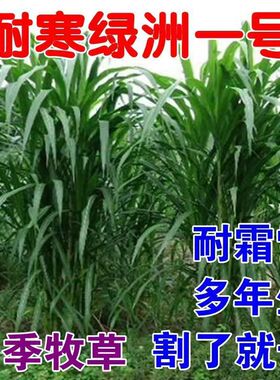 养殖牧草王绿洲耐寒一号多年生过冬耐冻牛羊用四季饲料草种子