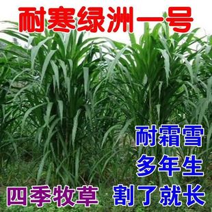 养殖牧草王绿洲耐寒一号多年生过冬耐冻牛羊用四季饲料草种子