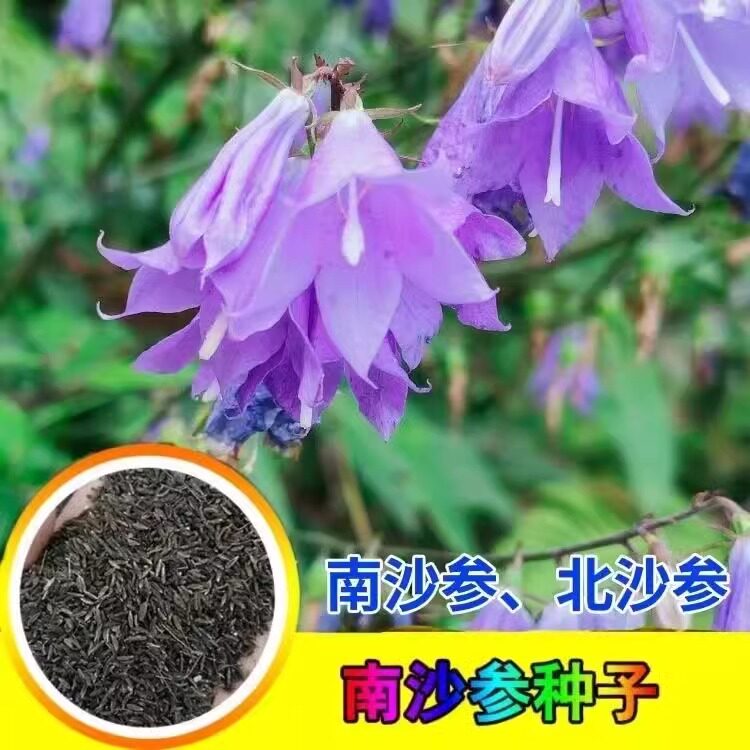 沙参种子中药材种籽新鲜南沙参四季苗南沙参种籽南北沙参种子花边