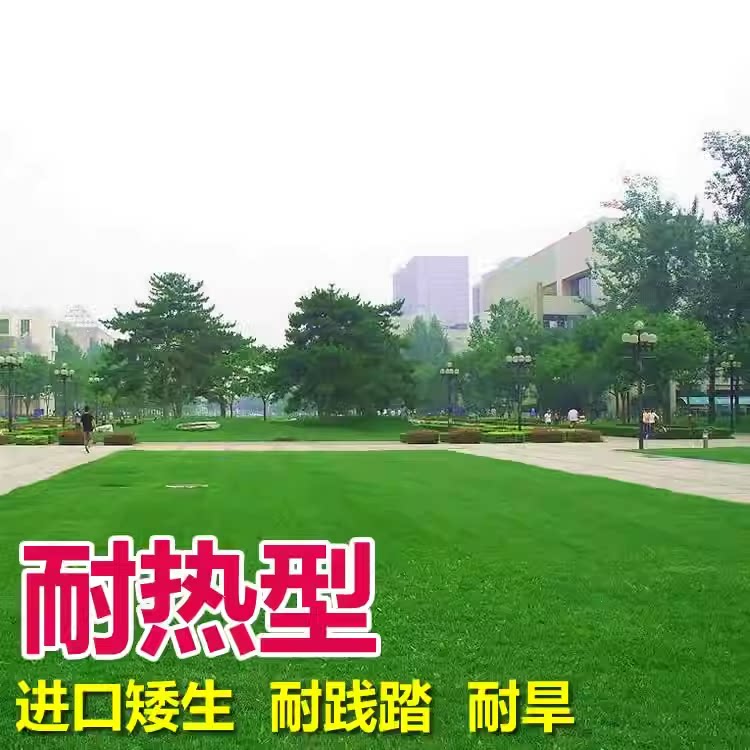 进口矮生耐热旱草坪种子践