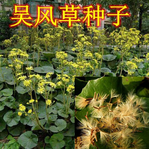 大吴风草种子八角乌莲金钵盂一