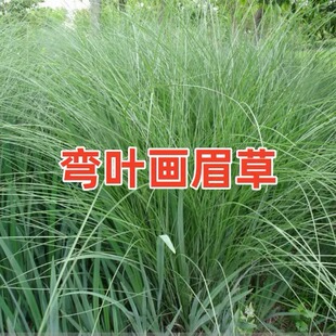 草坪种子弯叶画眉草种子护坡草坪耐寒耐旱性很强耐炎热种籽庭院