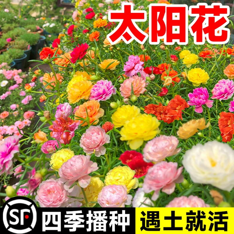 重瓣太阳花种子小雏菊花种籽子室内外观花卉植物花籽四季播种开花