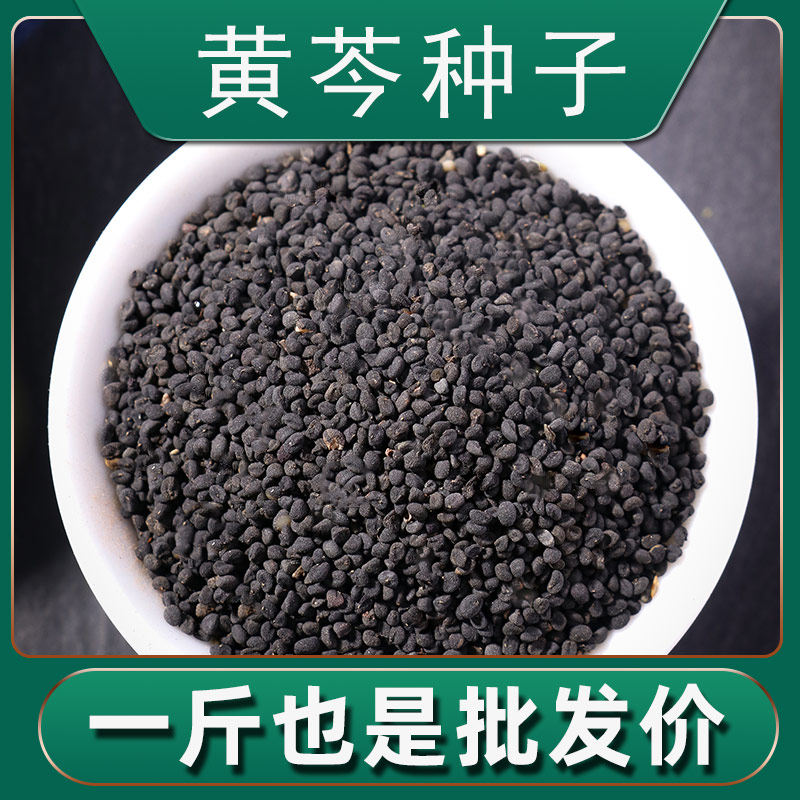 黄芩种籽散装优质中药材春