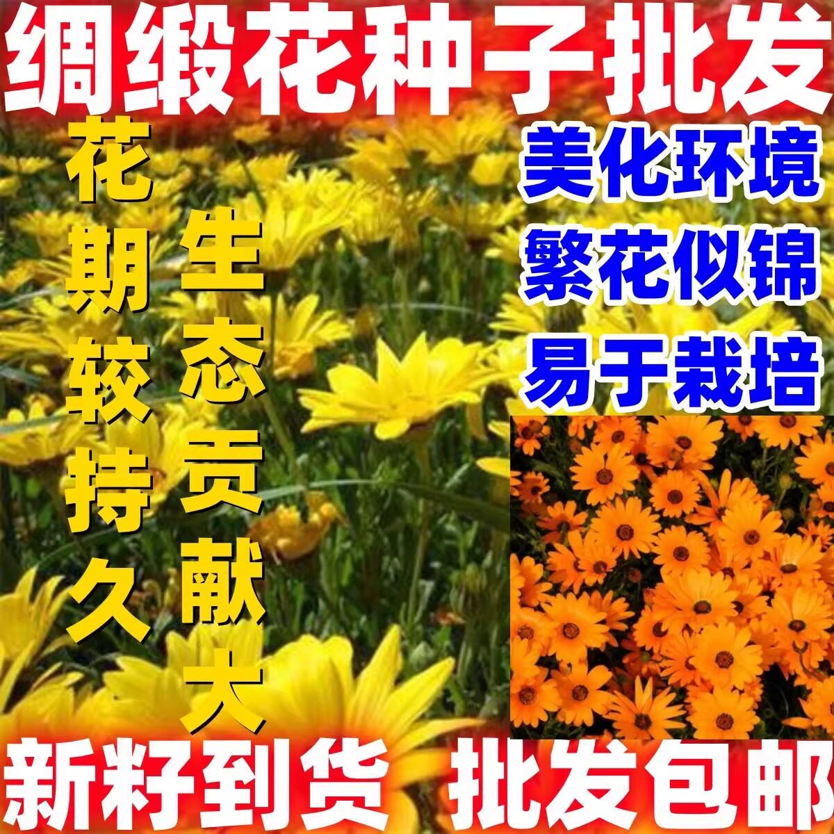 绸缎花种子异果菊花卉种籽易播易活盆栽庭院室外花期长植物花籽