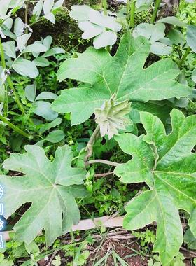通脱木种子贵州中草药材通草根木通树大通草天麻子通花根通种子