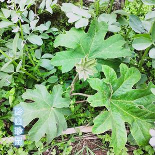 通脱木种子贵州中草药材通草根木通树大通草天麻子通花根通种子