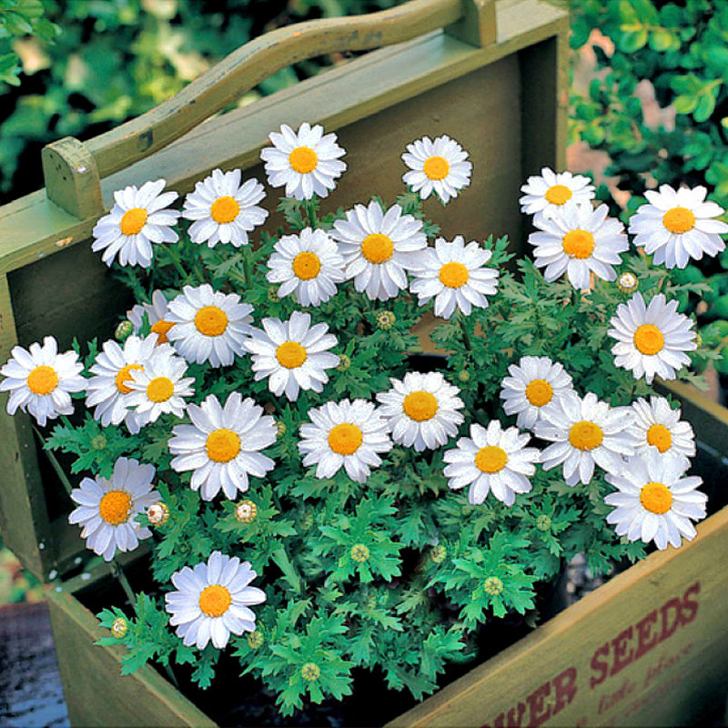 白晶菊种子小雏菊小白菊蛋黄菊雏菊旱金莲康乃馨花卉种籽爆盆品种