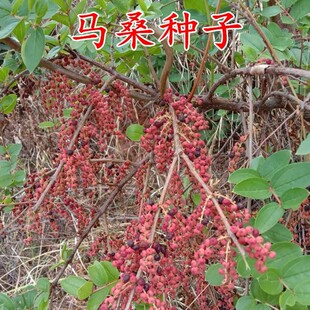 马桑种子 水马桑籽 野马桑护坡灌木种子荒山复绿造林护坡固土草籽