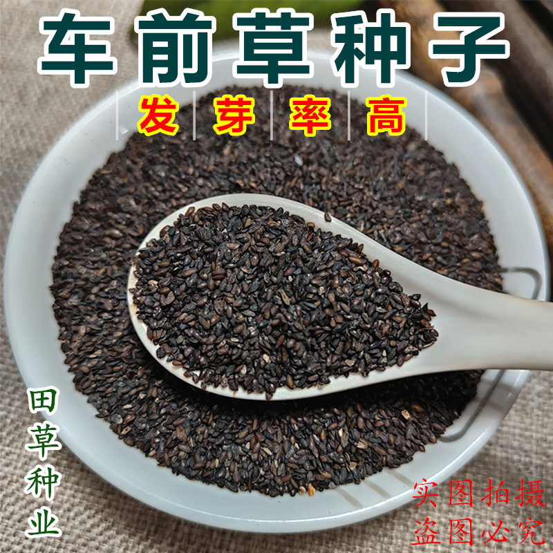 车前草种子新产车前草籽药食四季播种中药材种植阳台盆栽大田种植