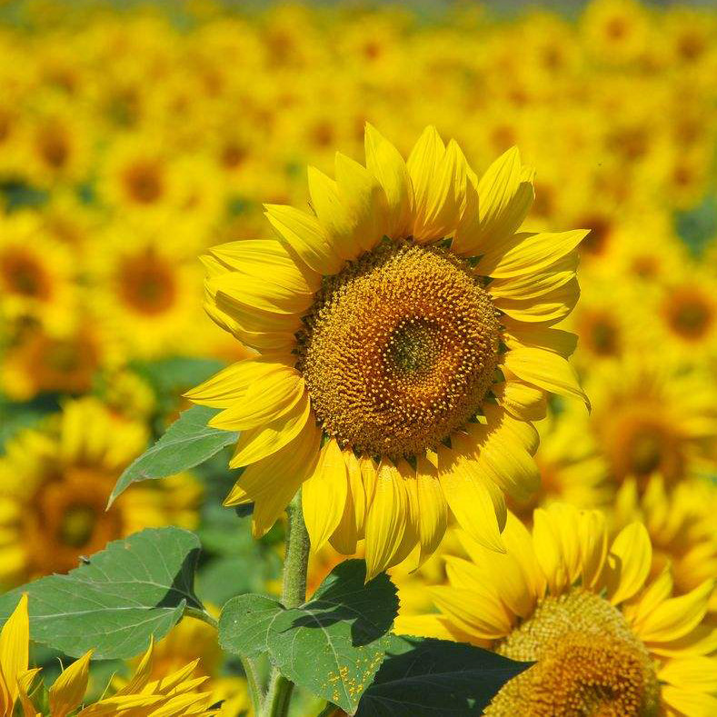 观赏向日葵种子向日葵花种子大粒高产食用瓜子种子油葵种子