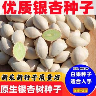 新采银杏种子白果树种籽绿化苗工程拆迁补偿用适合办公室阳台盆栽