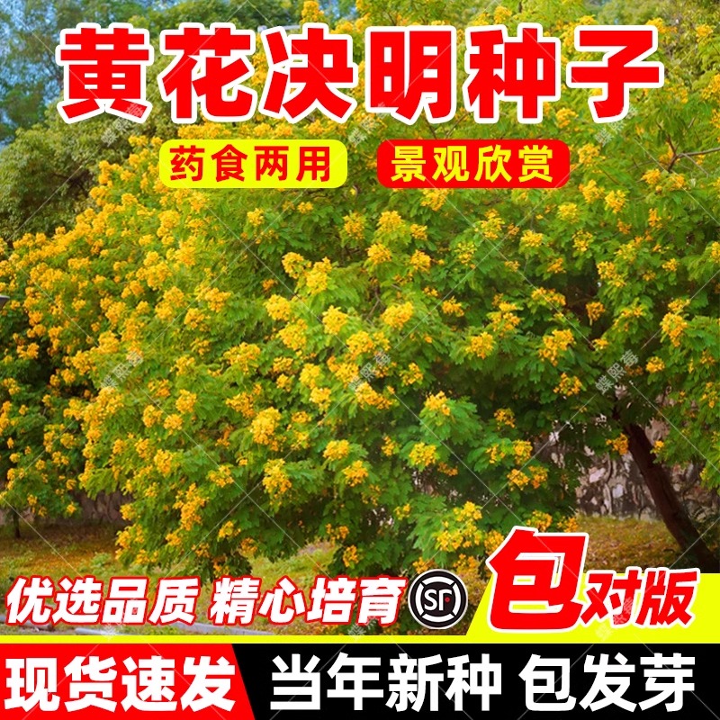 花色仙黄花决明子种子中药材