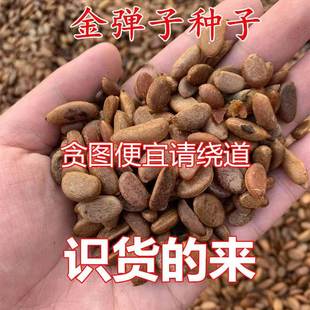 金弹子种子鸡血老鸦柿种子葫芦梨型灯泡型种子珍贵盆栽植物树种子