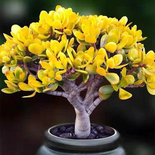 黄金花月多肉花卉大全玉树室内盆栽净化空气肉肉植物养不死