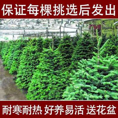 圣诞树真树家用大小型室内外盆栽活的圣诞树松树诺贝松圣
