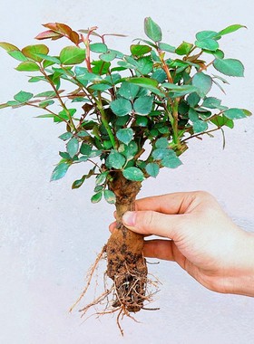 3颗9.9元老根月季花苗盆栽阳台花卉植物易成活四季玫瑰花苗大花朵