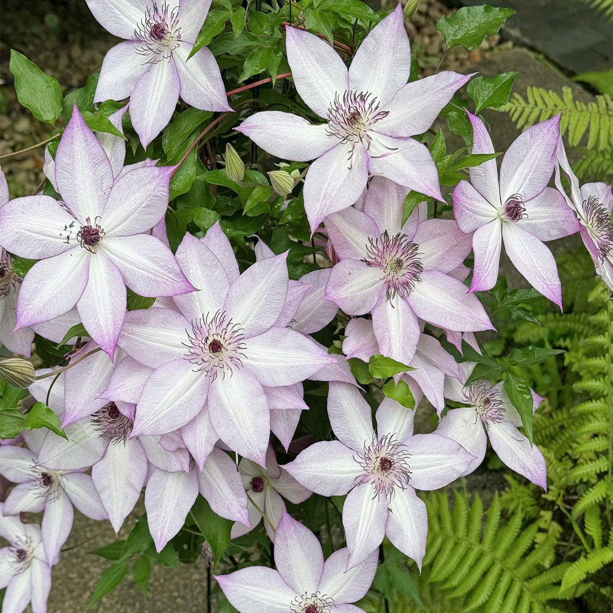 乌托邦铁线莲爬藤植物庭院花卉