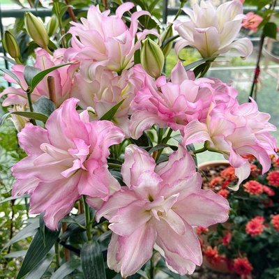 重瓣香水百合种球盆栽四季