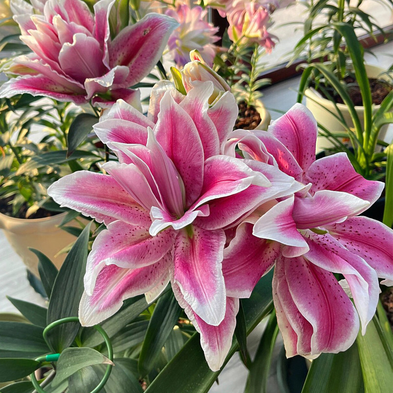 进口香水百合种球四季绿植盆栽花卉种子室内外阳台花苗大种球耐寒图片