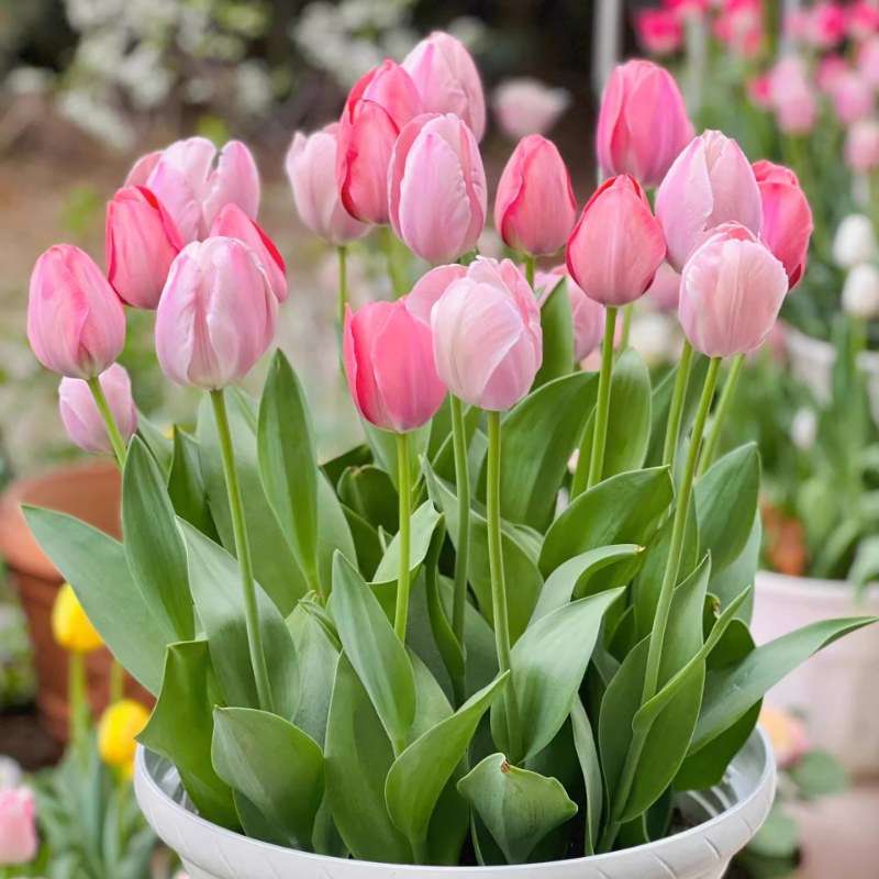 10颗郁金香种球大球花卉荷兰进口球土培水培耐寒盆栽种子阳台种植