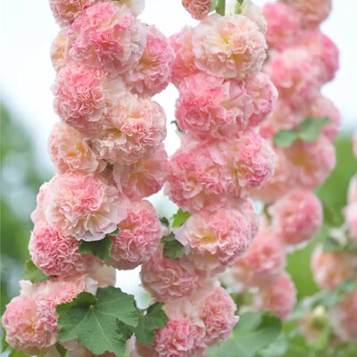 重瓣蜀葵花种子盆栽好养