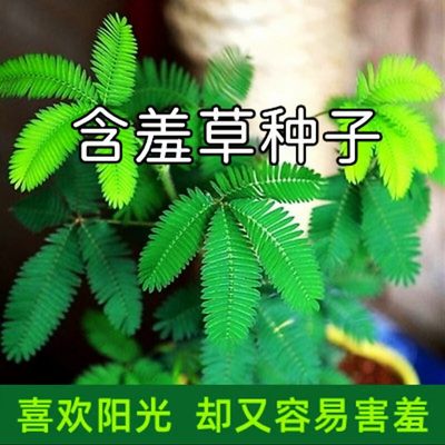 含羞草种子四季易养奇趣植物