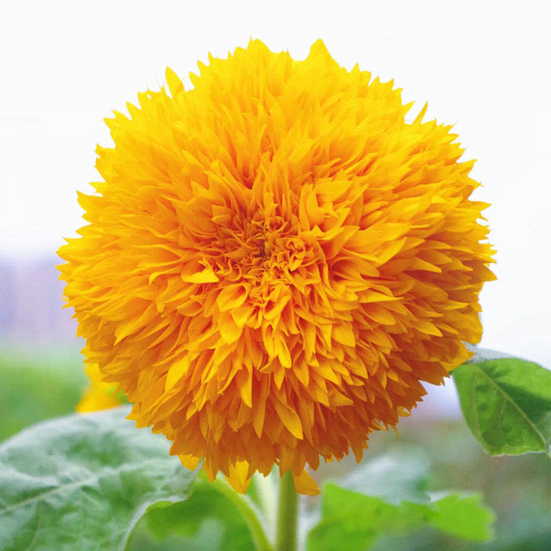 玩具熊向日葵种子食用彩色观赏矮葵花籽庭院四季播种易种植物花卉