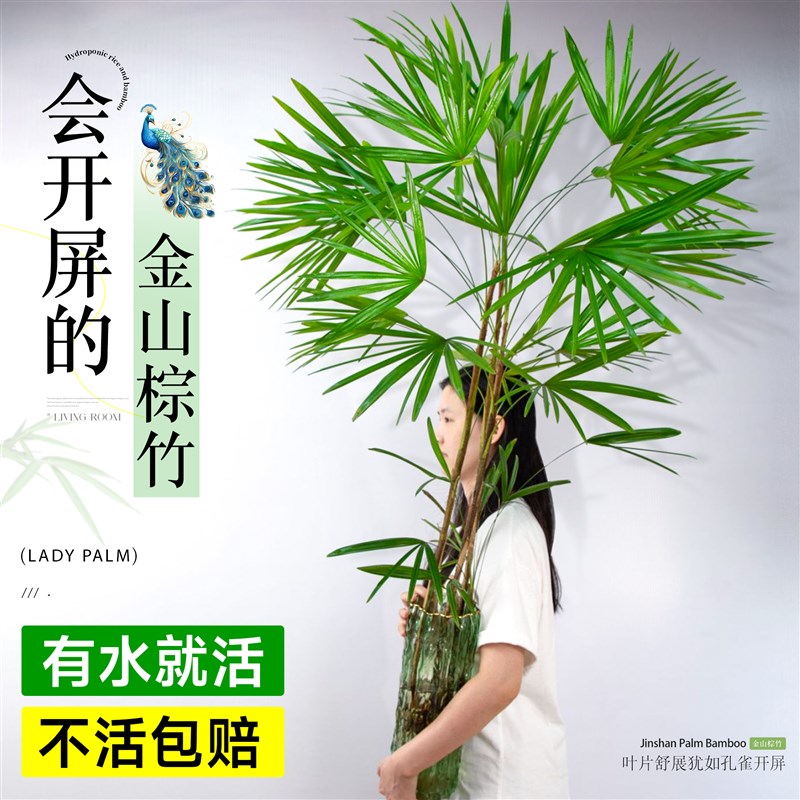 速发栽培植物金山棕竹光水绿植室内竹子盆景四季好养不需要盆的绿