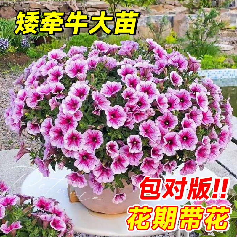 速发矮院牛花苗重瓣百小玲花卉盆栽带花苞室内台庭垂四季牵吊植物