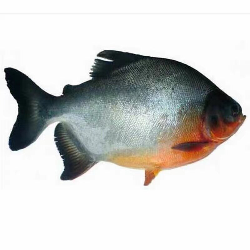 小众高货新品淡水白鲳鱼苗 红鲳鱼苗鲳鱼苗活苗