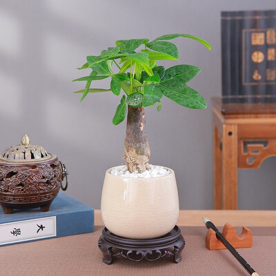 速发发财树小盆栽盆景办公室桌面绿植室内植物客厅花卉懒人四季好