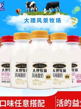 正宗牛奶大理牧场低温酸奶酸牛奶243g*12瓶原味熟酸奶鲜花乳