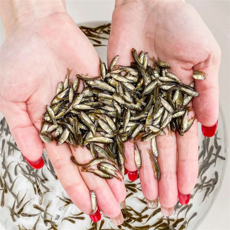 速发喂乌龟的小鱼苗淡水草鱼麦穗鱼食蚊鱼饲料鱼龙鱼饲料鱼草龟