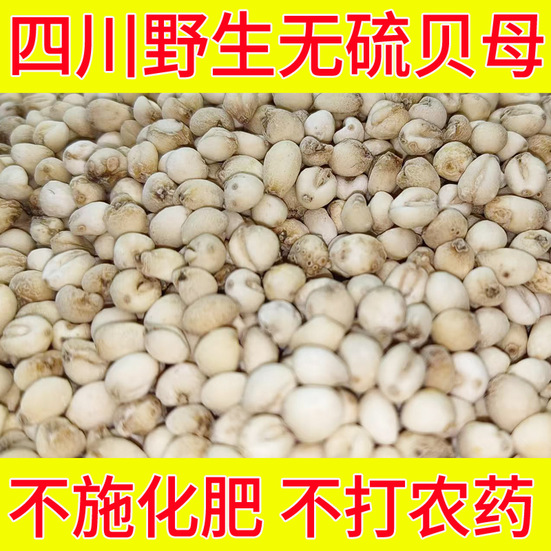 川贝母四川阿坝州无硫野生贝母50g仿野生种植中药材无熏硫贝母粉