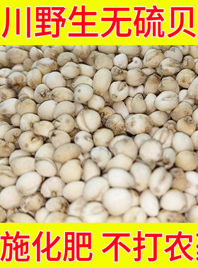 川贝母四川阿坝州无硫野生贝母500g仿野生种植中药材无熏硫贝母粉