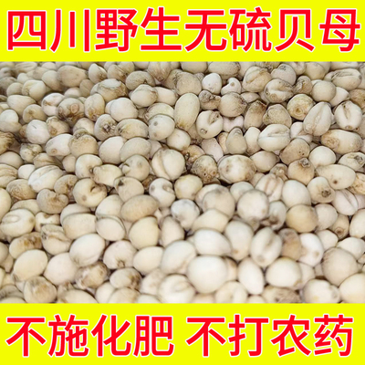 四川阿坝州野生无硫贝母可磨粉