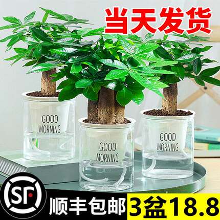 速发发财树小盆醛花卉绿植物办公室内吸甲发绿萝文竹水培栽财树好