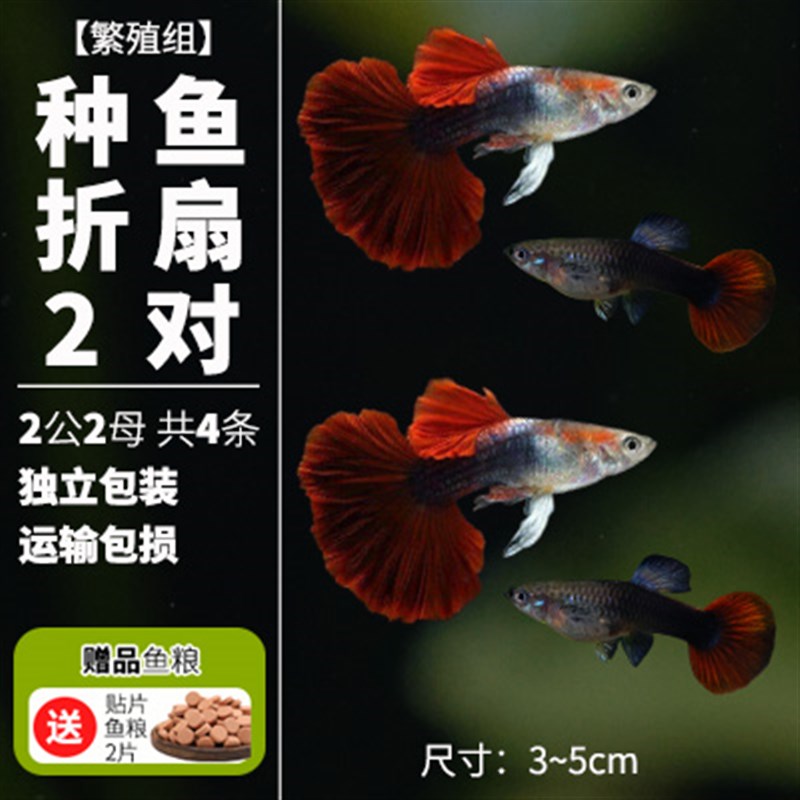 小众高货胎生鱼纯种孔雀鱼活体凤尾怀孕母鱼全红血天空蓝兰草观赏