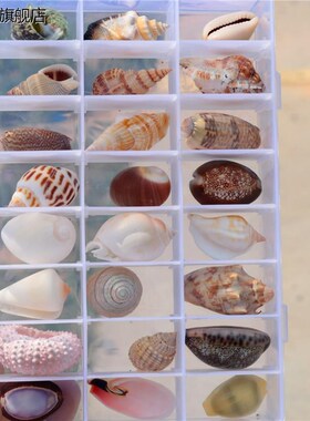 速发海螺贝壳海星标本礼盒装儿童海洋生物科普材料幼儿园礼物