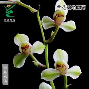 速发翁源兰花苗四花建兰老种中华水仙大凤素带花浓香好养卉内季室