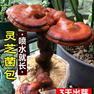 速发灵芝菌包蘑芝种植包菌种可食用新鲜平菇室内台家庭自种灵菇盆