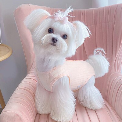 速发衣服2025泰款包护肚绝育服小体新幼犬型迪比熊防掉毛