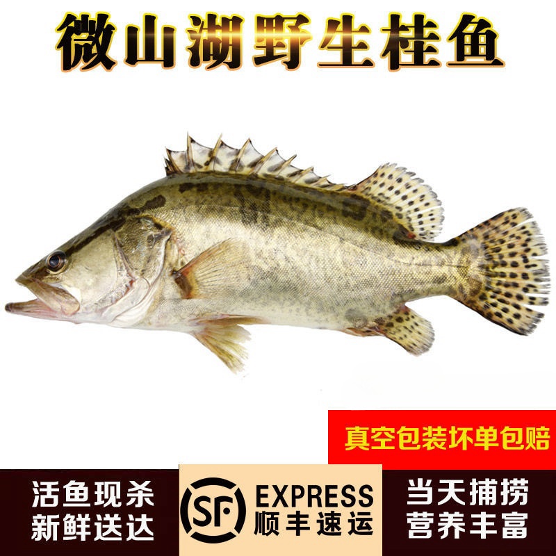 【微山湖野桂鱼】活鱼现杀野桂鱼 新鲜鳜鱼 鲫花鱼现杀桂花鱼