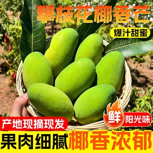 攀枝花特产椰香芒果新鲜当季自然熟甜现摘现发万茜同款青皮鸡蛋芒