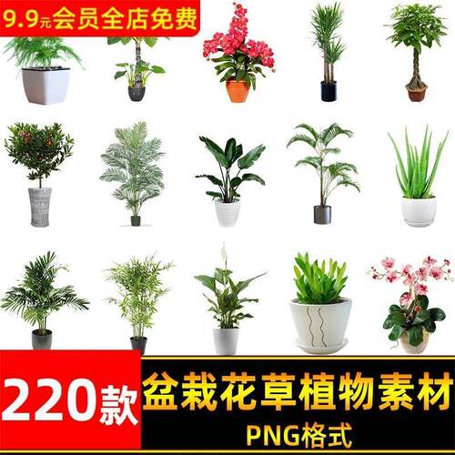 盆栽盆景景观绿植花草植物装饰摆件图片PNG免抠元素PS平面素材